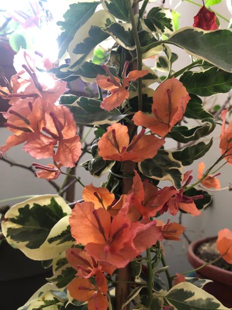 959ACC46-FC4E-437D-9D87-0330B6FB1A77 - 2019