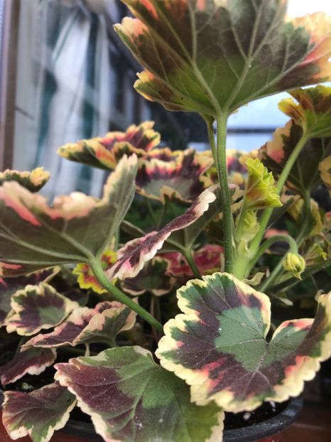 C2C7D0BB-0903-4876-83B1-509C26E1253F - 2019