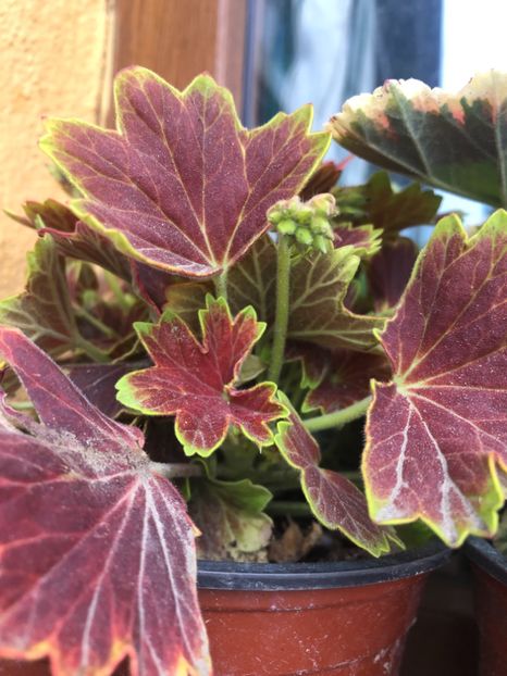 6BA47999-B05C-439B-AEBE-675B09C9A569 - 2019