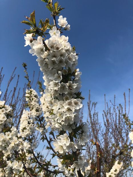 49D5A7EC-BD0E-44E3-8475-ECE3B2C18723 - 2019