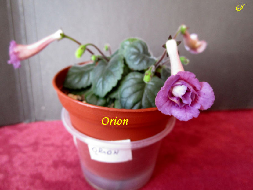 Orion(1-05-2019) - Sinningii 2019