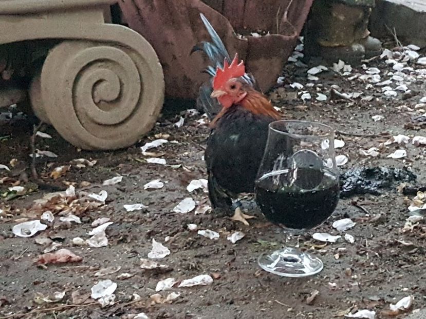 serama-2019 - GAINI ORNAMENT