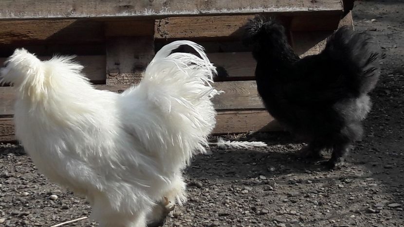  - Gaini matase japoneza