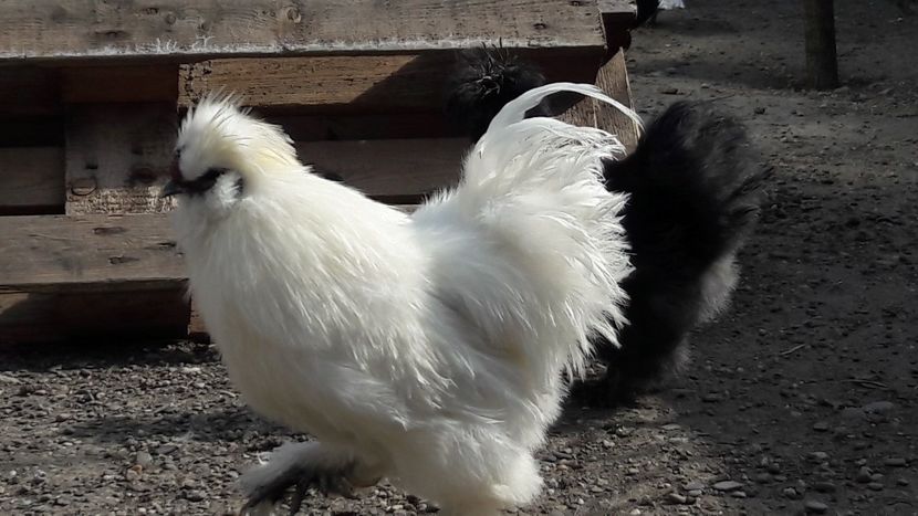  - Gaini matase japoneza