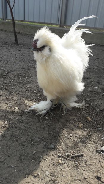  - Gaini matase japoneza