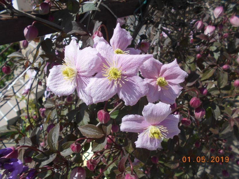  - 2-1Mai 2019