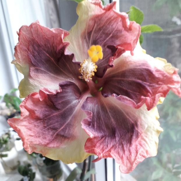  - Hibiscus BLACK METAL