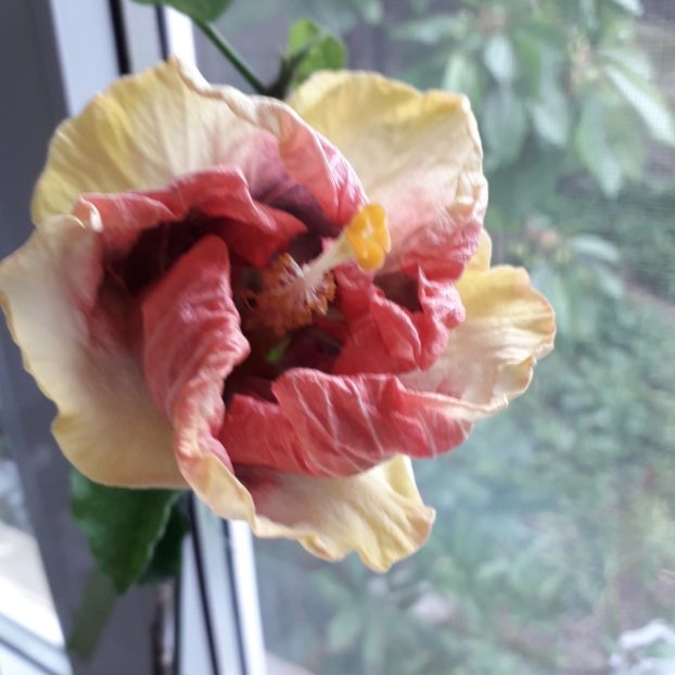  - Hibiscus BLACK METAL