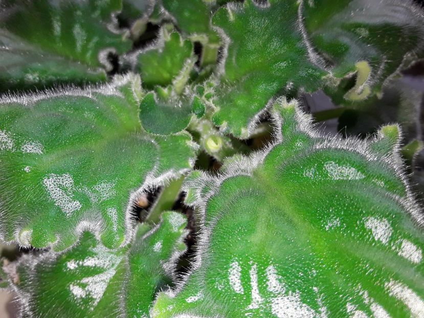  - Reigning Beauty sport