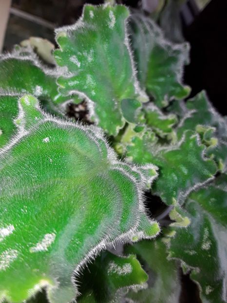  - Reigning Beauty sport