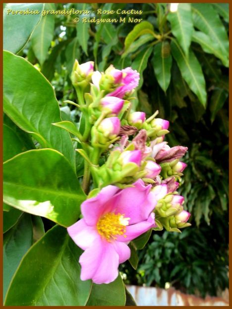 Pereskia grandifolia - Rose Cactus (KBesut) - Pereskia grandifolia