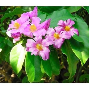 bloemen-flowers-pereskia-grandiflora - Pereskia grandifolia