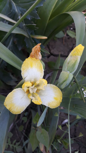  - Gradina primavara 2019