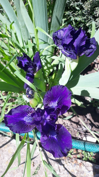  - Gradina primavara 2019