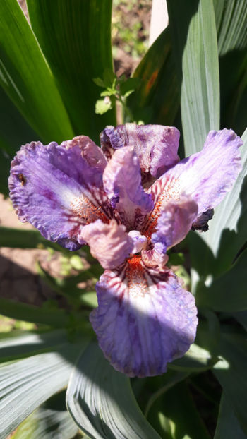  - Gradina primavara 2019