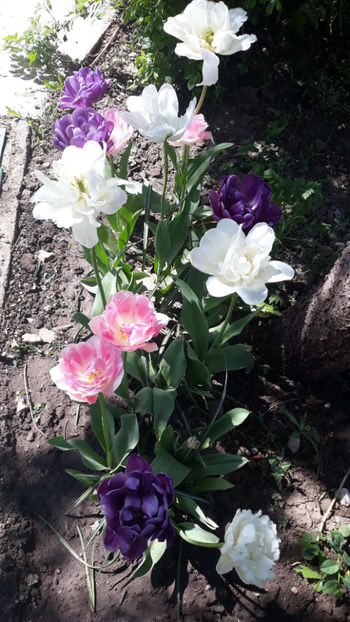  - Gradina primavara 2019