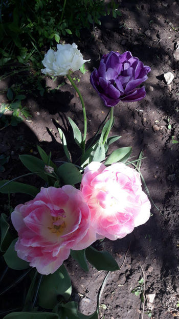  - Gradina primavara 2019