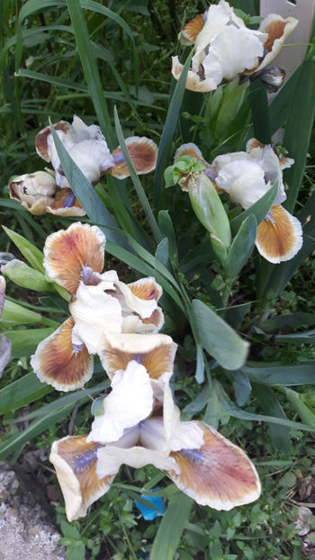  - Gradina primavara 2019