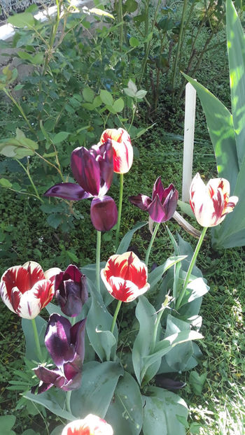  - Gradina primavara 2019