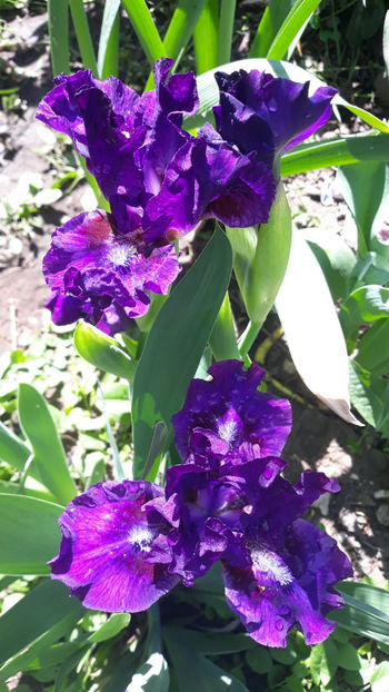  - Gradina primavara 2019