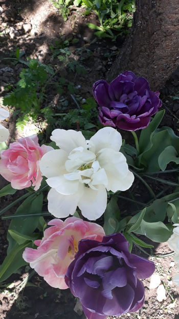  - Gradina primavara 2019