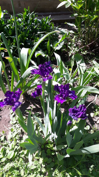  - Gradina primavara 2019