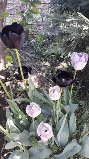  - Gradina primavara 2019