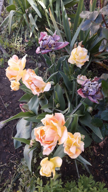  - Gradina primavara 2019