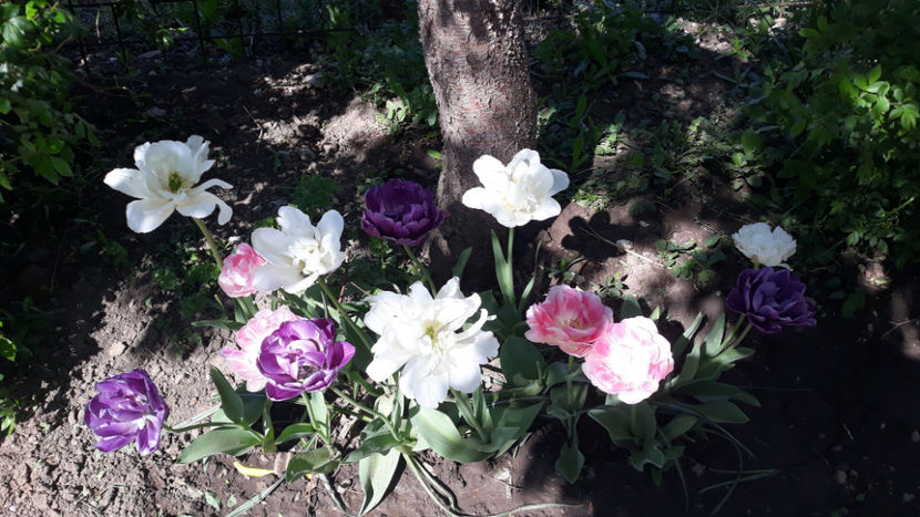  - Gradina primavara 2019