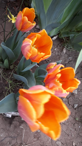  - Gradina primavara 2019