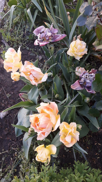  - Gradina primavara 2019