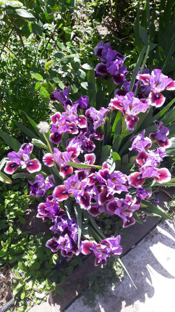  - Gradina primavara 2019