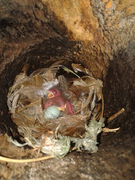  - AAAAAA_CUIB GRAURI 2018_2019_2020_2022_2023