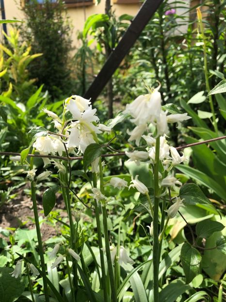 965DE7F5-2A79-4EF3-91B6-B7BC9ADC09DC - 2019