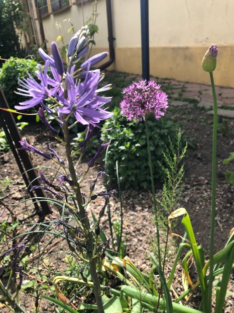 3968C7F4-DD30-48F9-A9F5-25D157D46584 - 2019