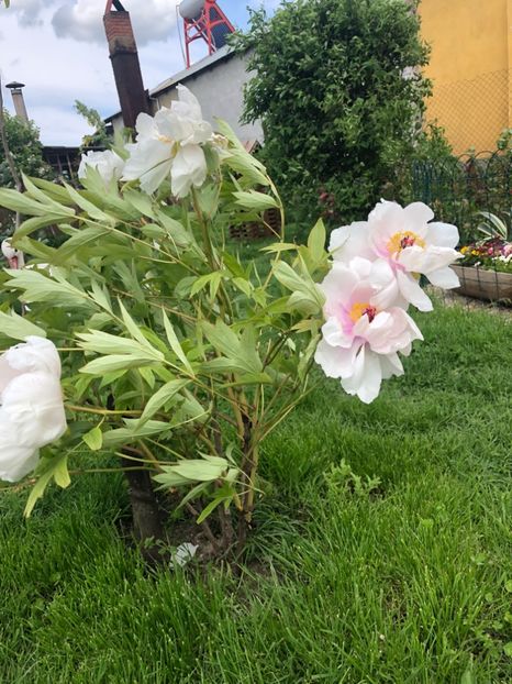 B12D394C-7778-4E54-BFFB-914CCCAC559E - 2019