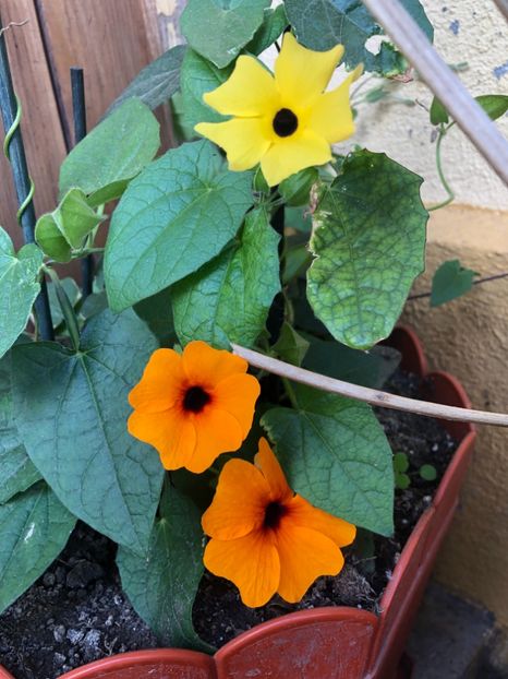 2E653B65-588E-4148-A101-956E2854C2AF - 2019