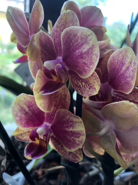 3459D8BF-2C0E-415E-8184-295FF10F61FA - 2019