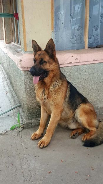 IMG-20190429-WA0004 - Ciobanesc German
