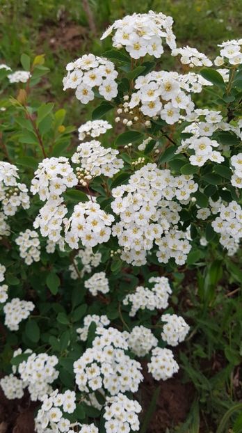 received_658248994625376 - Primavara 2019