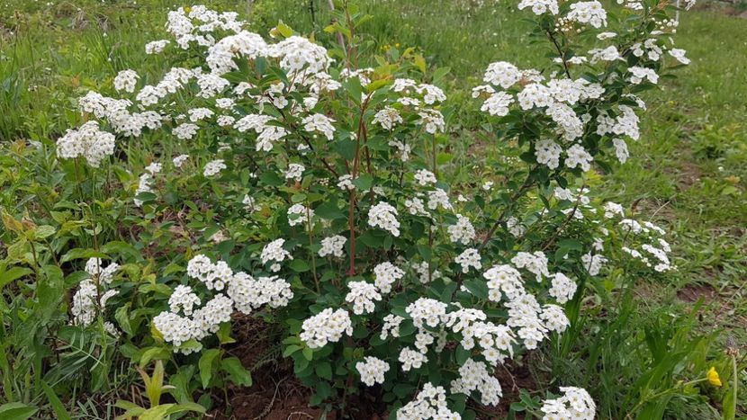 received_431632697382780 - Primavara 2019