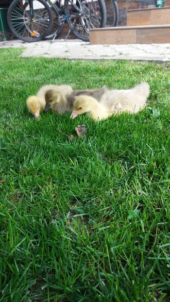 IMG-20190501-WA0007 - Gâscă de Toulouse