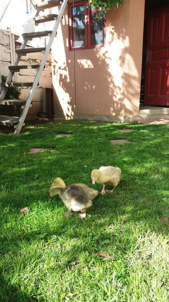 bobocii 14 zile - Gâscă de Toulouse