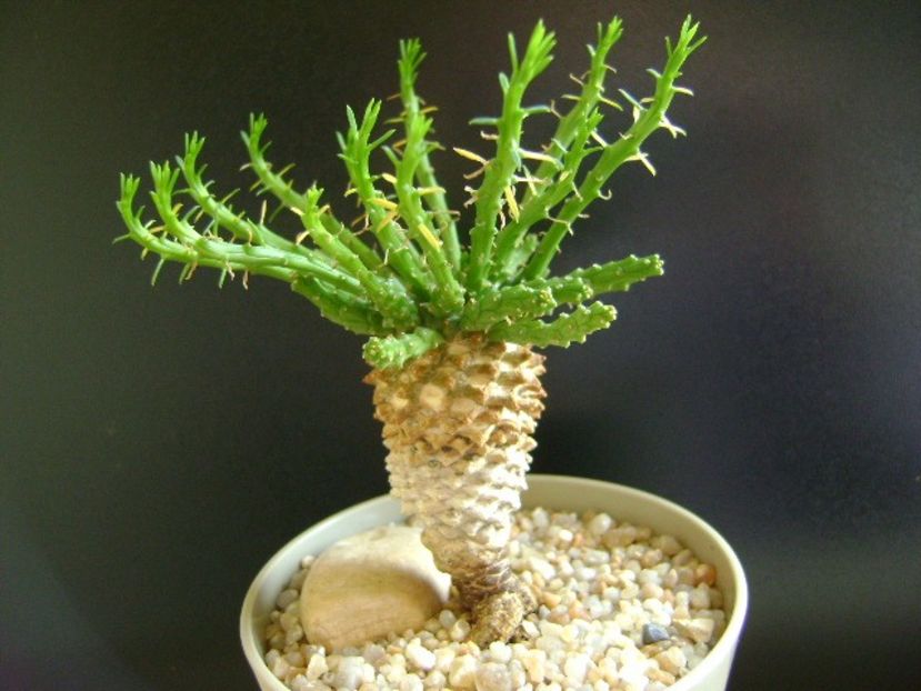 Euphorbia flanaganii - Caudiciforme si bulbi 2019