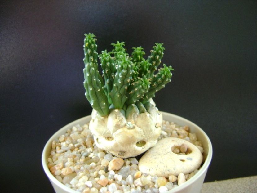 Euphorbia inermis - Caudiciforme si bulbi 2019
