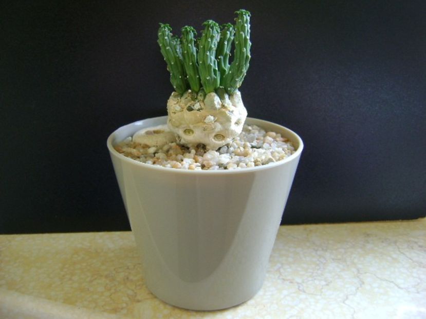 Euphorbia inermis - Caudiciforme si bulbi 2019