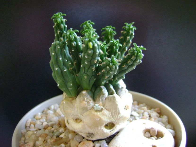 Euphorbia inermis - Caudiciforme si bulbi 2019