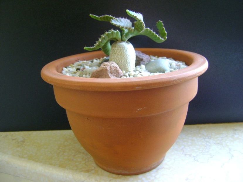 Euphorbia stellata - Caudiciforme si bulbi 2019