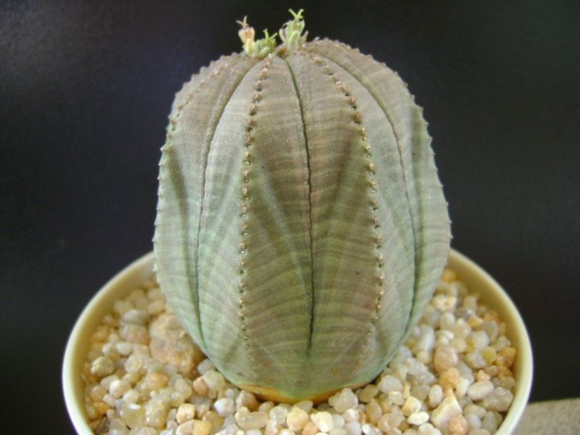 Euphorbia obesa - Caudiciforme si bulbi 2019