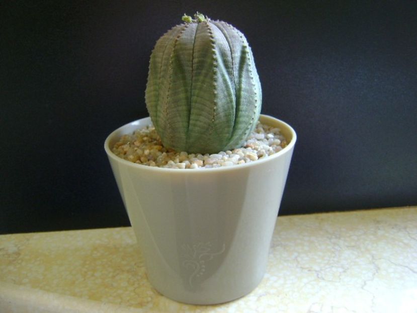 Euphorbia obesa - Caudiciforme si bulbi 2019